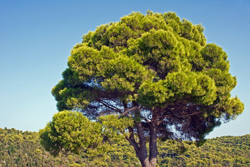 Pinia - samotne drzewo na tle lasu