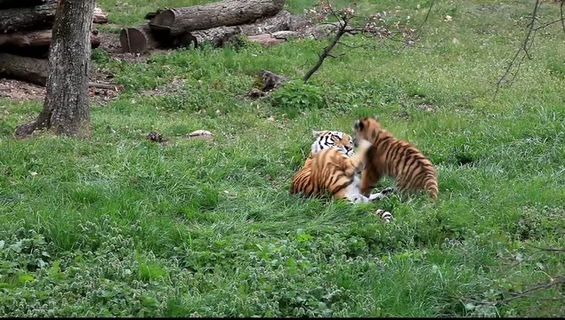 tigresse et son petit jouant