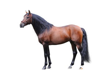 Andalisian stallion on a white background