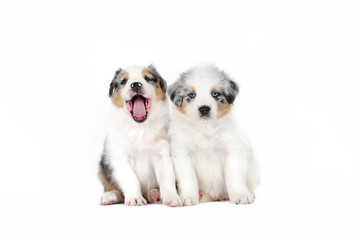 Two australian shepherd dog puppies