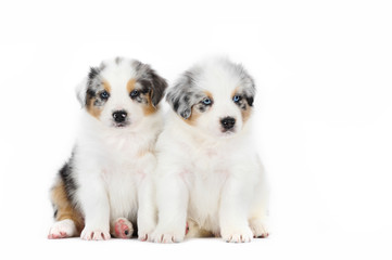 Obraz premium Two australian shepherd dog puppies