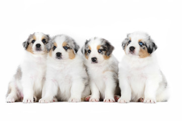 Four australian shepherd puppies on the white background