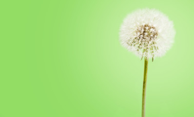 A dandelion on green background