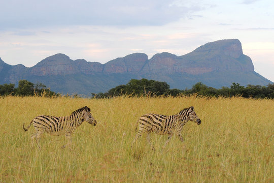 Fototapeta Zebras am Waterberg