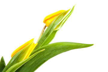 Yellow tulips in closeup