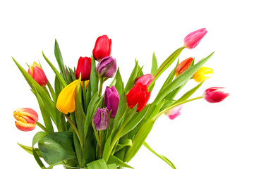 Bouquet of colorful Dutch tulips