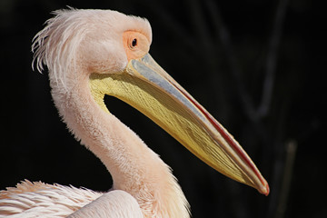 Rosapelikan (Pelecanus onocrotalus)