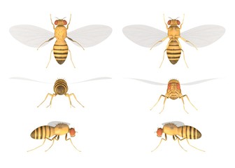3d render of drozophila melanogast