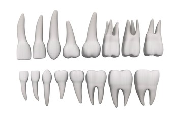 3d render of human teeth