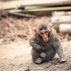 Baby Japanese macaque (Macaca fuscata)