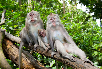 Monkey family in sacred monkey forest in Ubud, Bali
