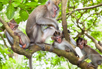 Sacred monkey Forest in Ubud, Bali © Aleksandar Todorovic
