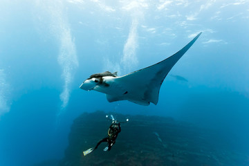 Manta and photographer on the reef