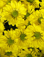 Chrysanthemum