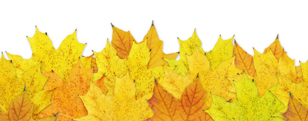 Autumn yellow leaves isolated - seamless horizontal line