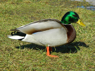 Spring coming to Europe. Duck in the grass.