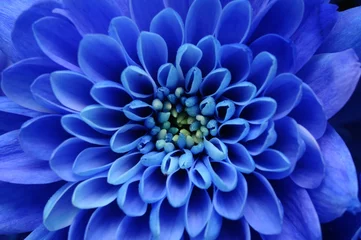 Deurstickers Macro Close up van blauwe bloem: aster met blauwe bloemblaadjes