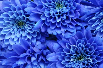 Foto op Plexiglas Macro Close up van blauwe bloem: aster met blauwe bloemblaadjes