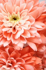 Deurstickers Macro Close up van roze bloem: aster met roze bloemblaadjes