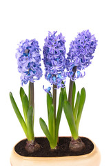 Obraz premium Blue hyacinthes