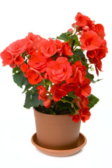 Blossoming begonia