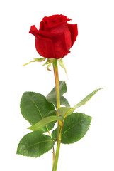 Fototapeta premium Red rose