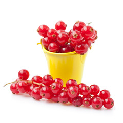 red currant on white background