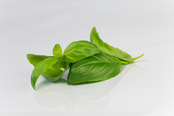 Basil leaves