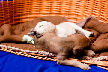 Saluki pups