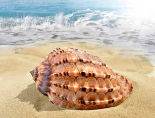 Conch shell on beach
