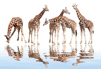 Obraz premium herd of giraffes isolated