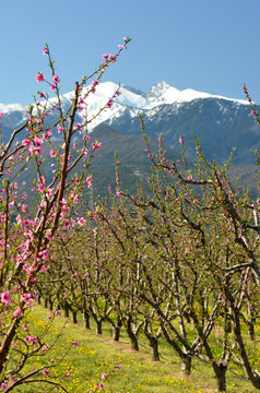 Le Canigou dans les Pyr&eacute;n&eacute;es Orientales