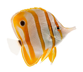 marine fish beak copperband butterflyfish isolated on white