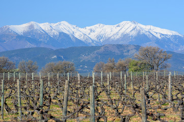 Le Canigou et vieilles vignes