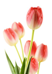 Tulips bouquet isolated on white