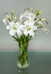 Lily in a vase