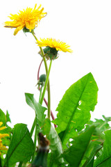 Isolated Springflowers