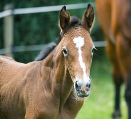 Portrait of oneday old newborn foal