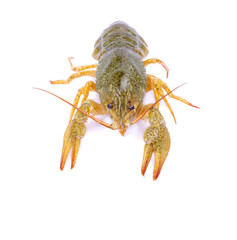 crawfish