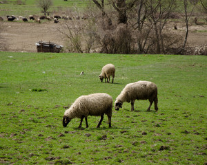 Obraz premium Grazing sheeps