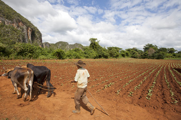 The Farmer in Vinales Valley, Cuba