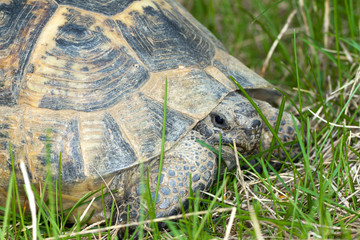 spur-thighed turtle close-up / Testudo graeca ibera