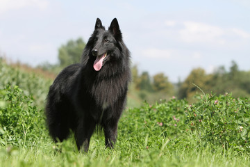 majestueux berger belge - groenendael