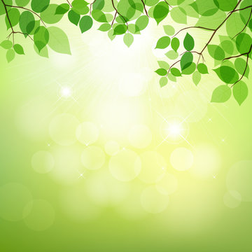 Green leaves background natural, vector