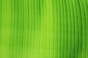 banana leaf background.