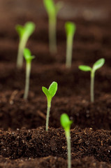 Green seedling