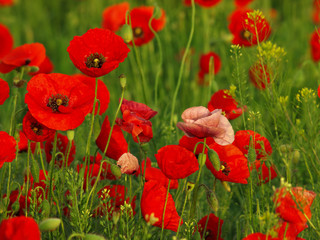 Wild poppies