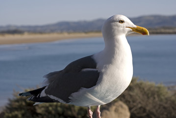 Seagull at Morro Bay, California