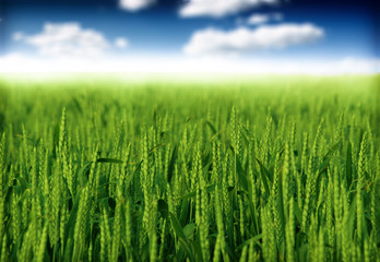 green wheat field