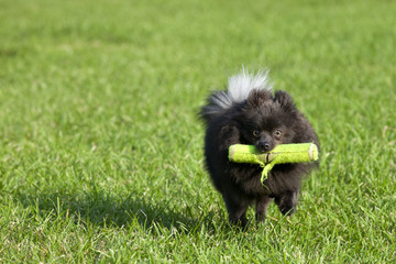 Black pomeranian (or Pom Pom) playing fetch in the park